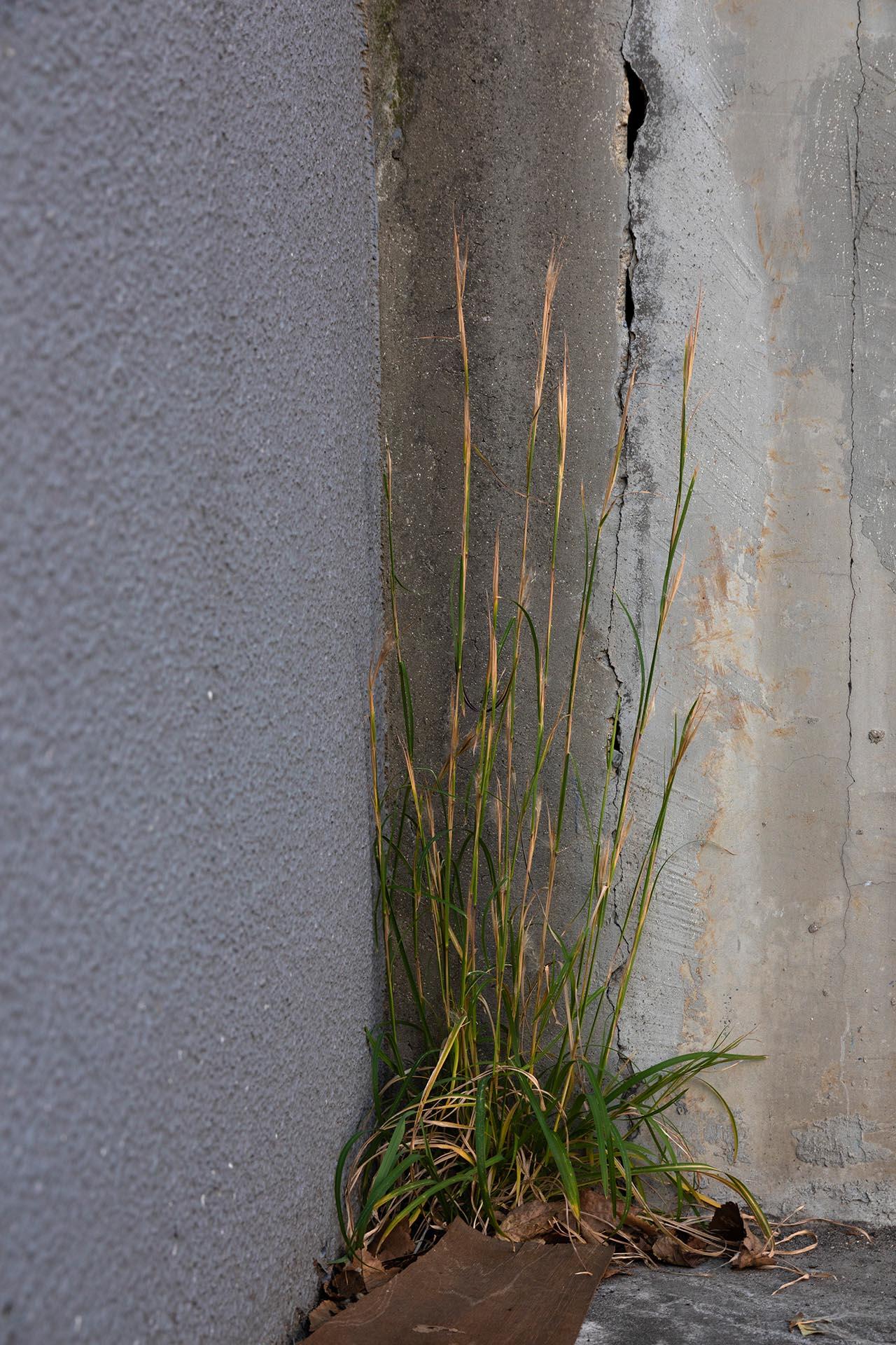 Art contemporain japonais par Kojun - VM9 - Gants muraux, plantes et murs IV en vente 5
