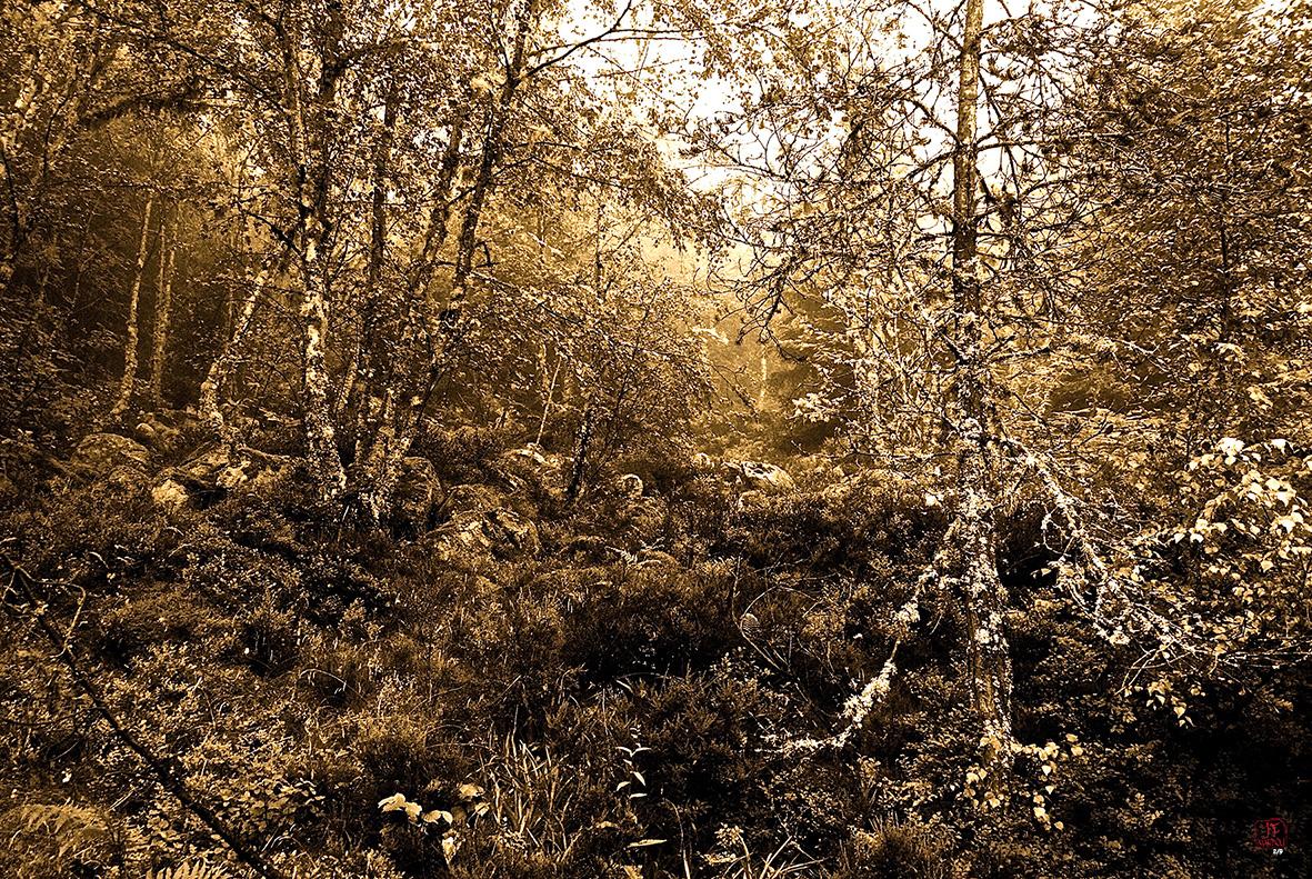 Landscape Photograph di Jean-Charles Mandou - Foto contemporanea francese di Jean Charles Mandou - Broceliande