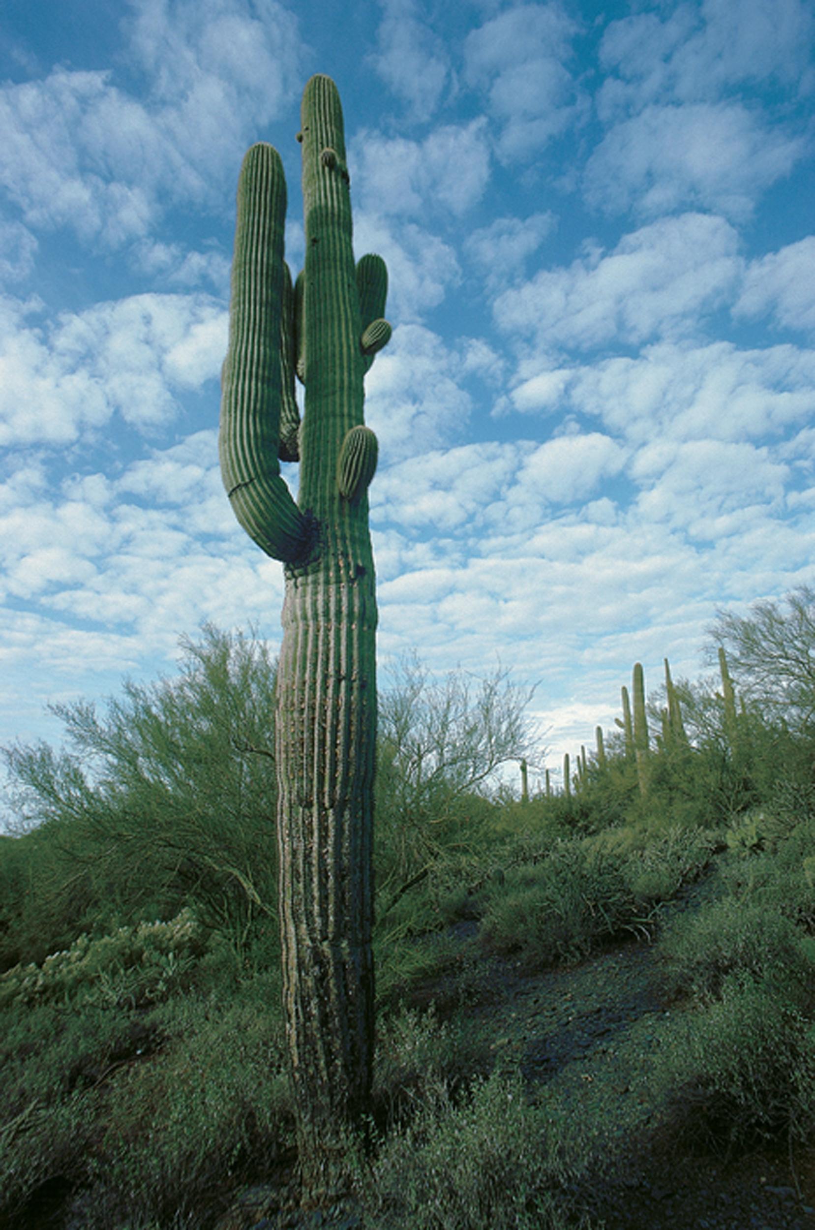 Color Photograph Michael K. Yamaoka  - Photo contemporaine américaine de M. K. Yamaoka - Giant Saguaro Cactus, Arizona