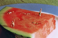 Watermelon - 21st Century, Contemporary, Miniature Photography on Plexi