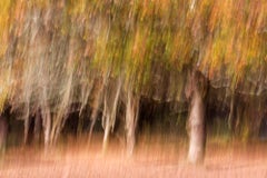 Autumn Palette - Archival Pigment Print, Contemporary B&W photography