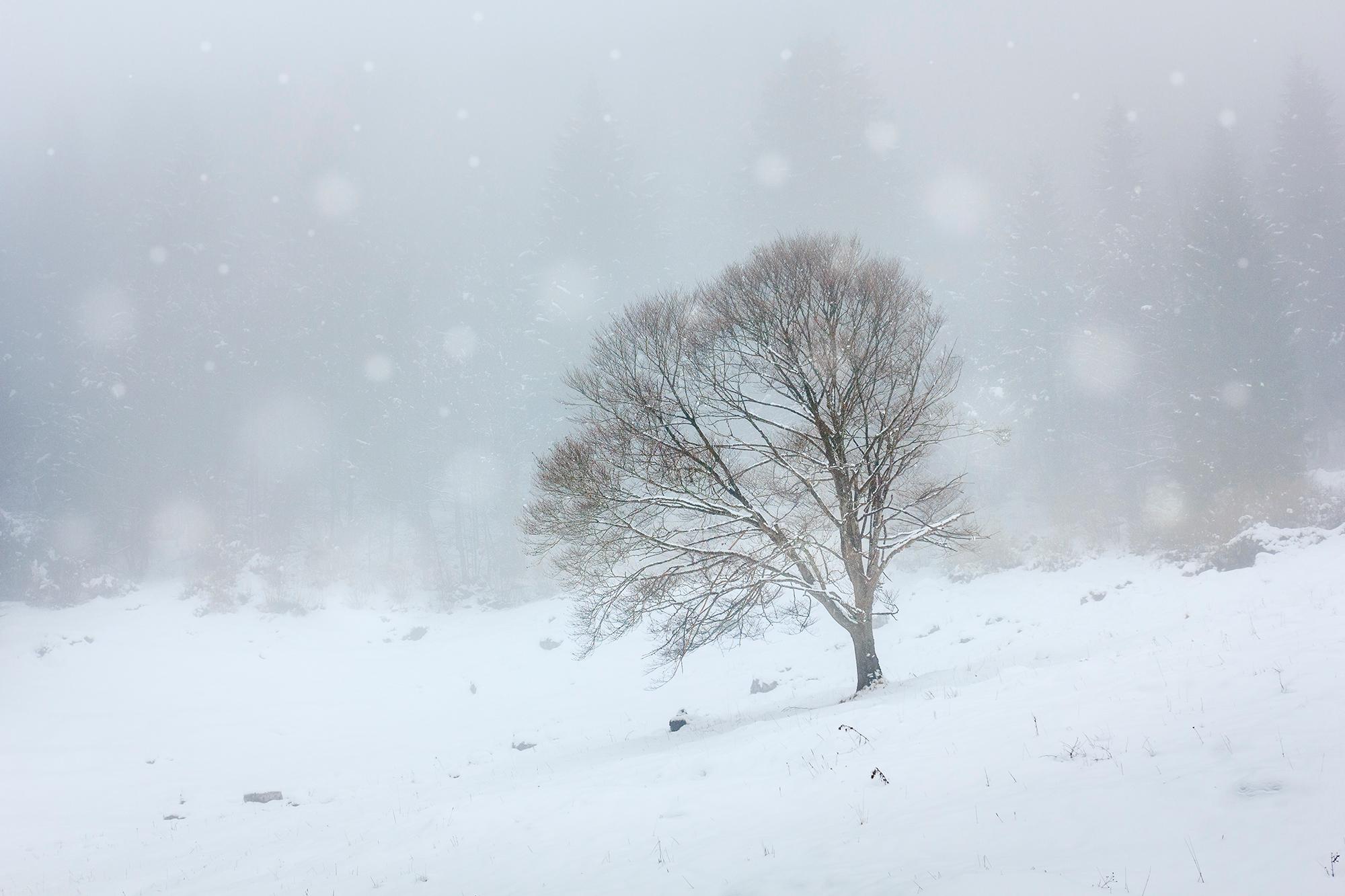Adriana Benetti Longhini Color Photograph - Ghost Tree During a Snow Storm - 21st Century Contemporary Landscape photography
