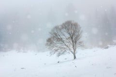 Ghost Tree During a Snow Storm - 21st Century Contemporary Landscape photography