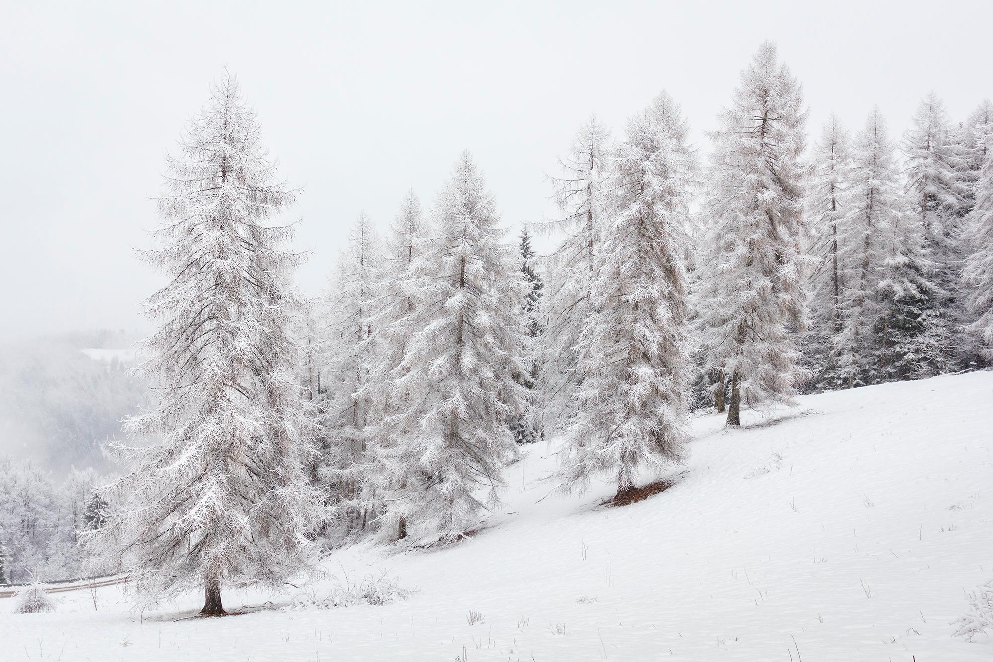 Adriana Benetti Longhini Color Photograph - Larches in the Snow- 21st Century Contemporary Landscape photography