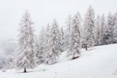 Larches in the Snow- 21st Century Contemporary Landscape photography