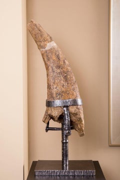 Complete Triceratops Brow Horn Hell Creek Formation Dinosaur 32" long 100% Auth.