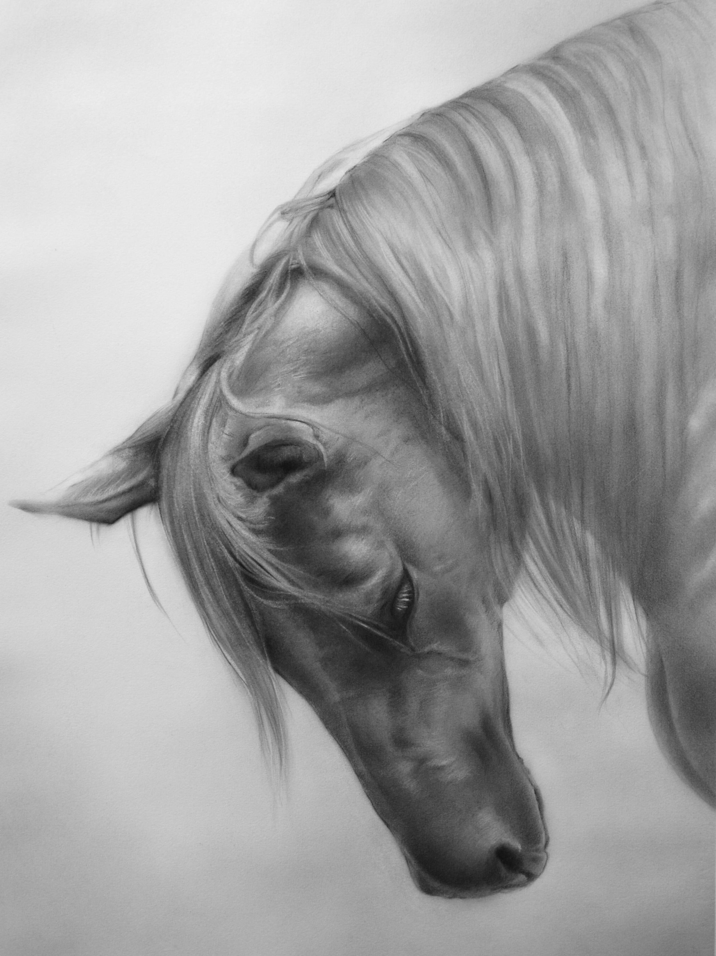 Rosanna Gaddoni Figurative Art – Inchino- 21st Century Contemporary Charcoal Zeichnung eines Pferdekopfes