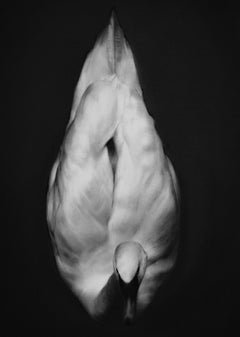 Silencio - Siglo XXI Dibujo realista contemporáneo a carboncillo de un cisne 2024