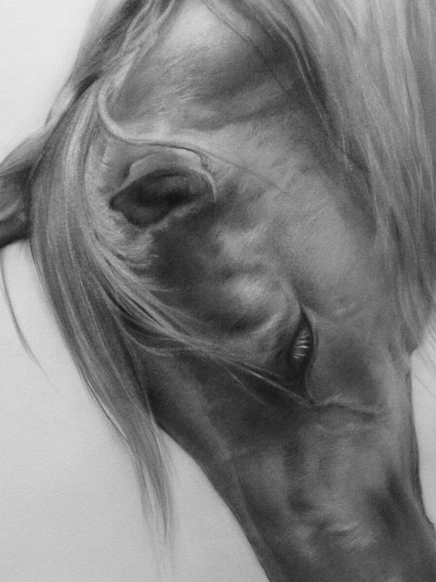 Inchino- 21st Century Contemporary Charcoal Zeichnung eines Pferdekopfes – Art von Rosanna Gaddoni