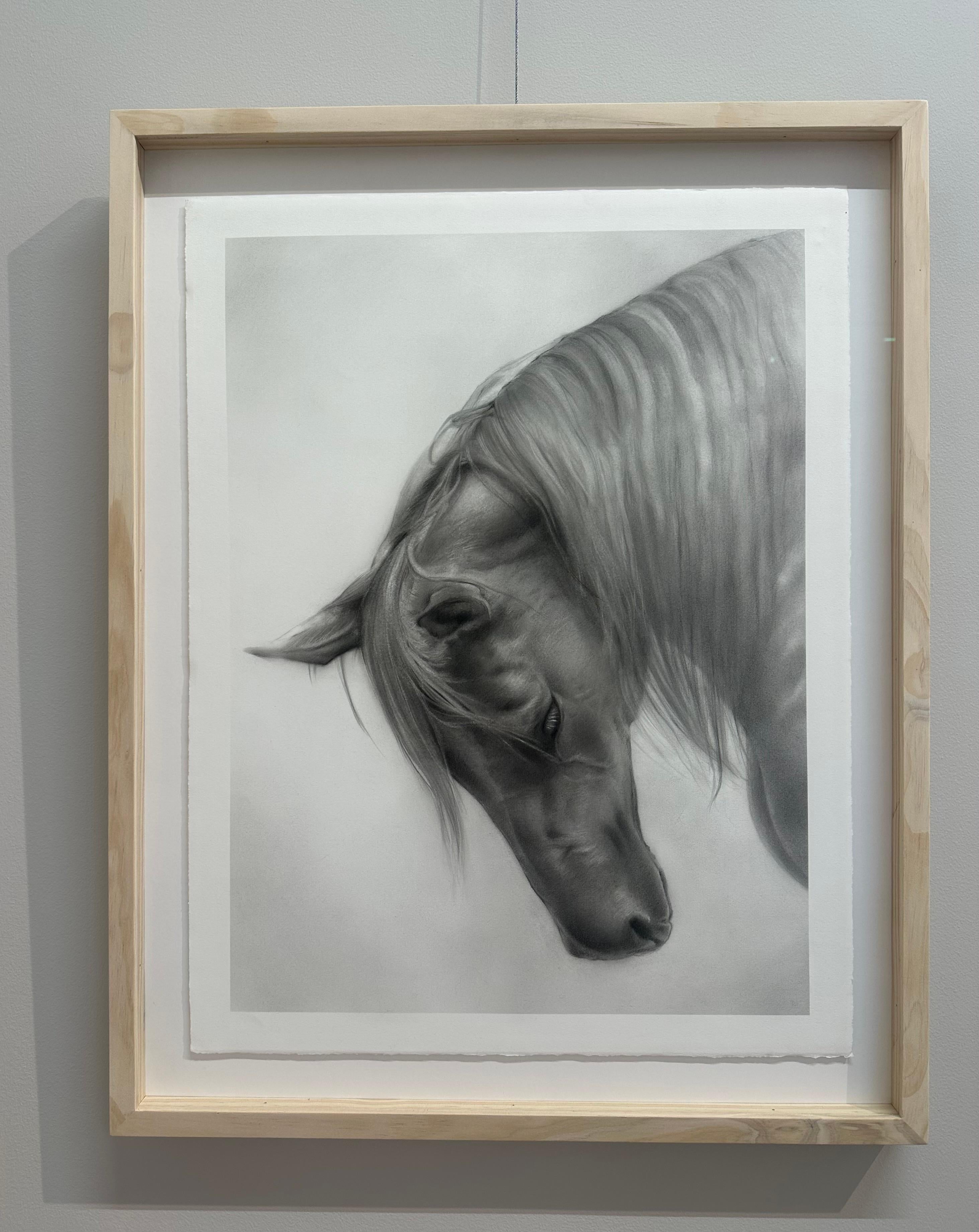 Inchino- 21st Century Contemporary Charcoal Zeichnung eines Pferdekopfes (Zeitgenössisch), Art, von Rosanna Gaddoni