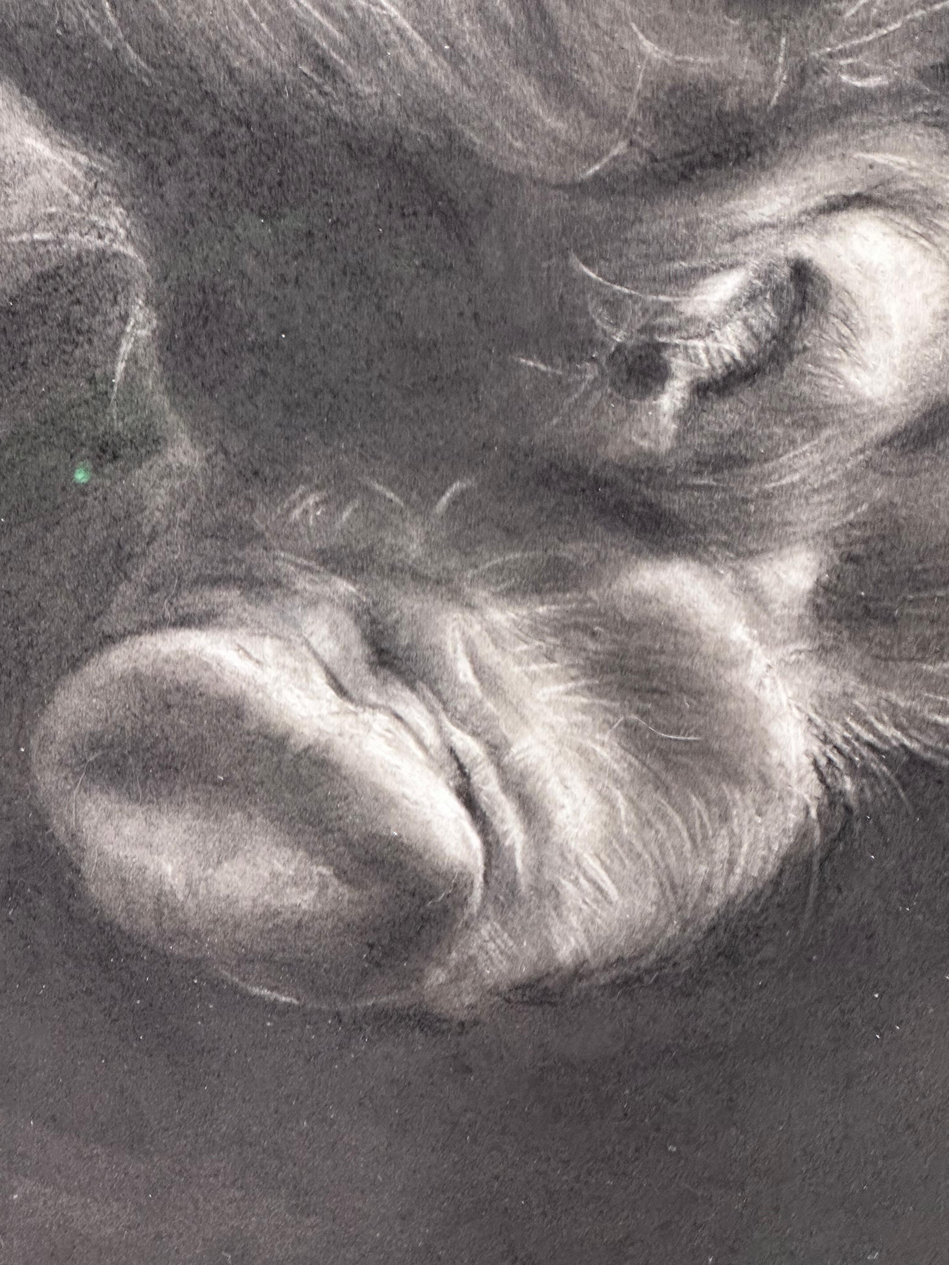 Vita Condatida- Siglo XXI Dibujo contemporáneo a carboncillo de un cerdo - Art Contemporáneo de Rosanna Gaddoni