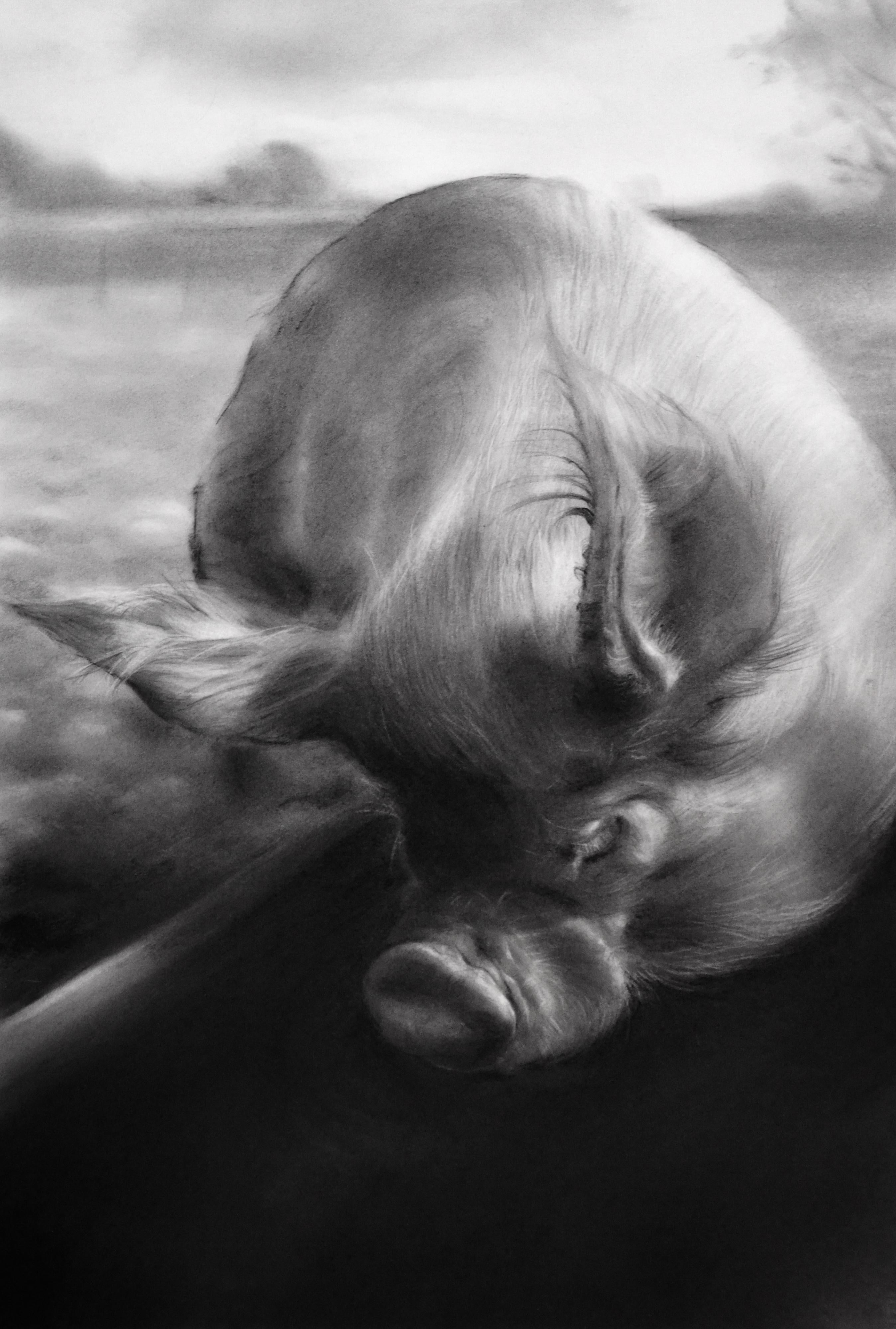 Vita Condatida- Siglo XXI Dibujo contemporáneo a carboncillo de un cerdo