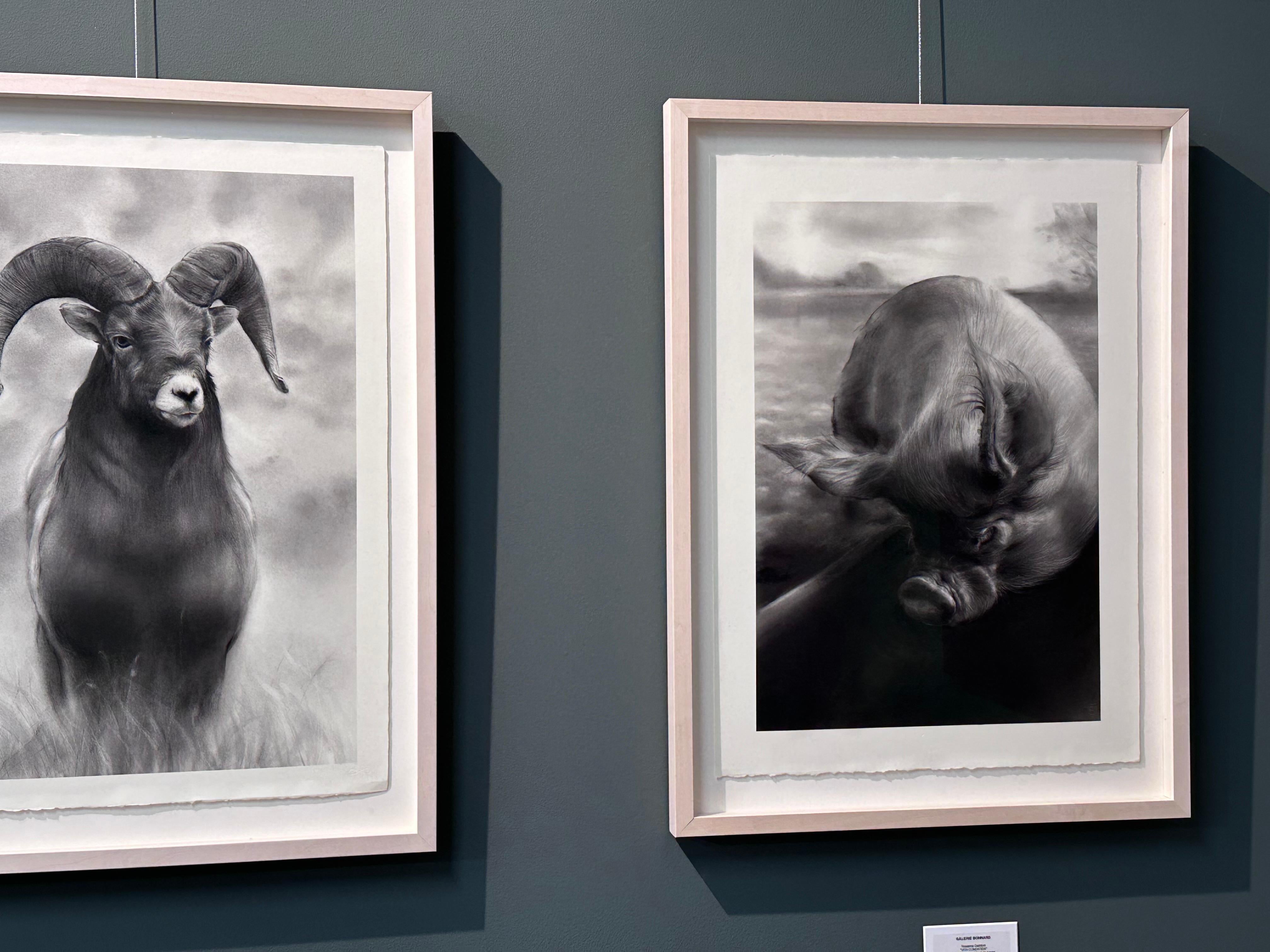 Vita Condatida- Siglo XXI Dibujo contemporáneo a carboncillo de un cerdo - Art de Rosanna Gaddoni