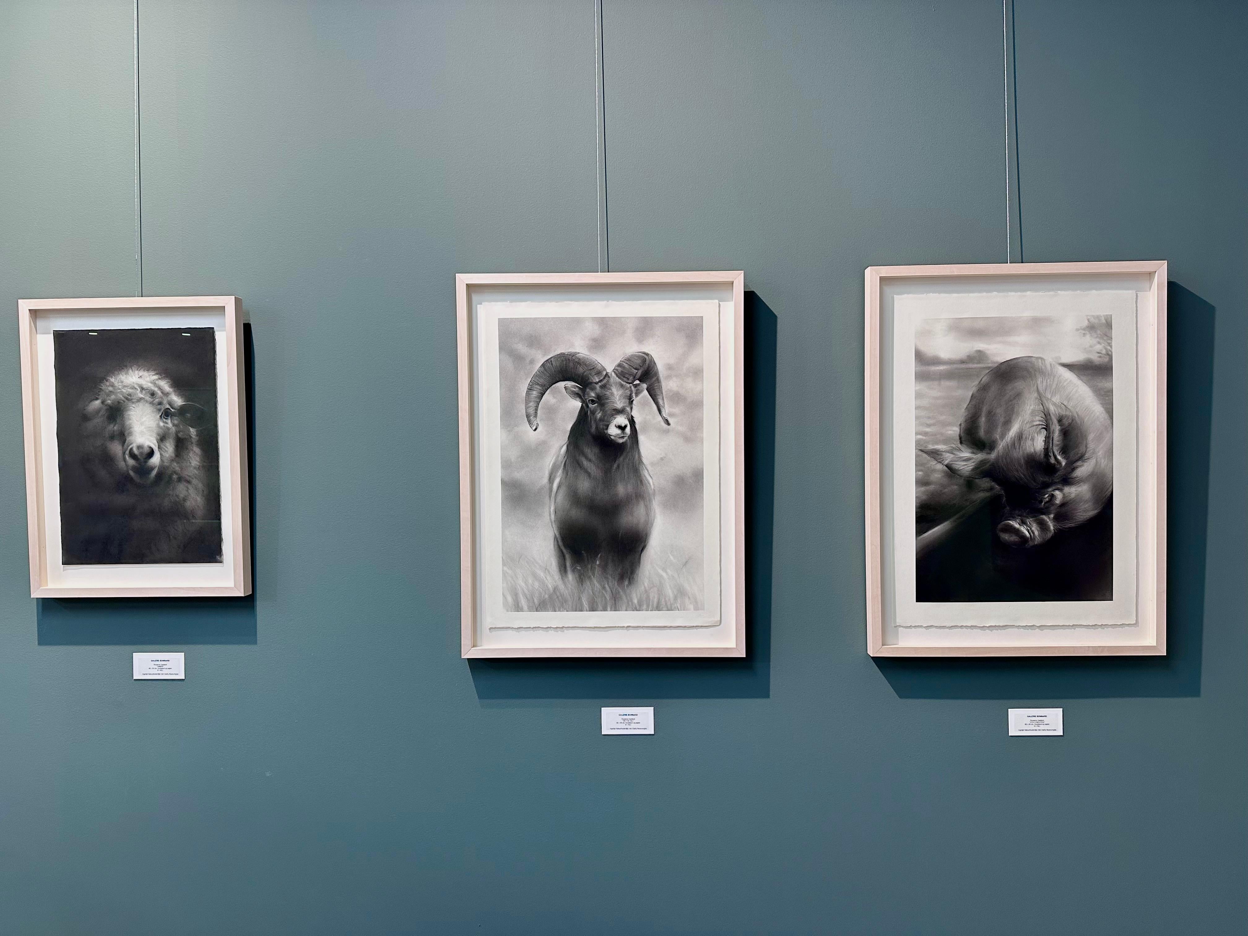 Vita Condatida- Siglo XXI Dibujo contemporáneo a carboncillo de un cerdo en venta 2