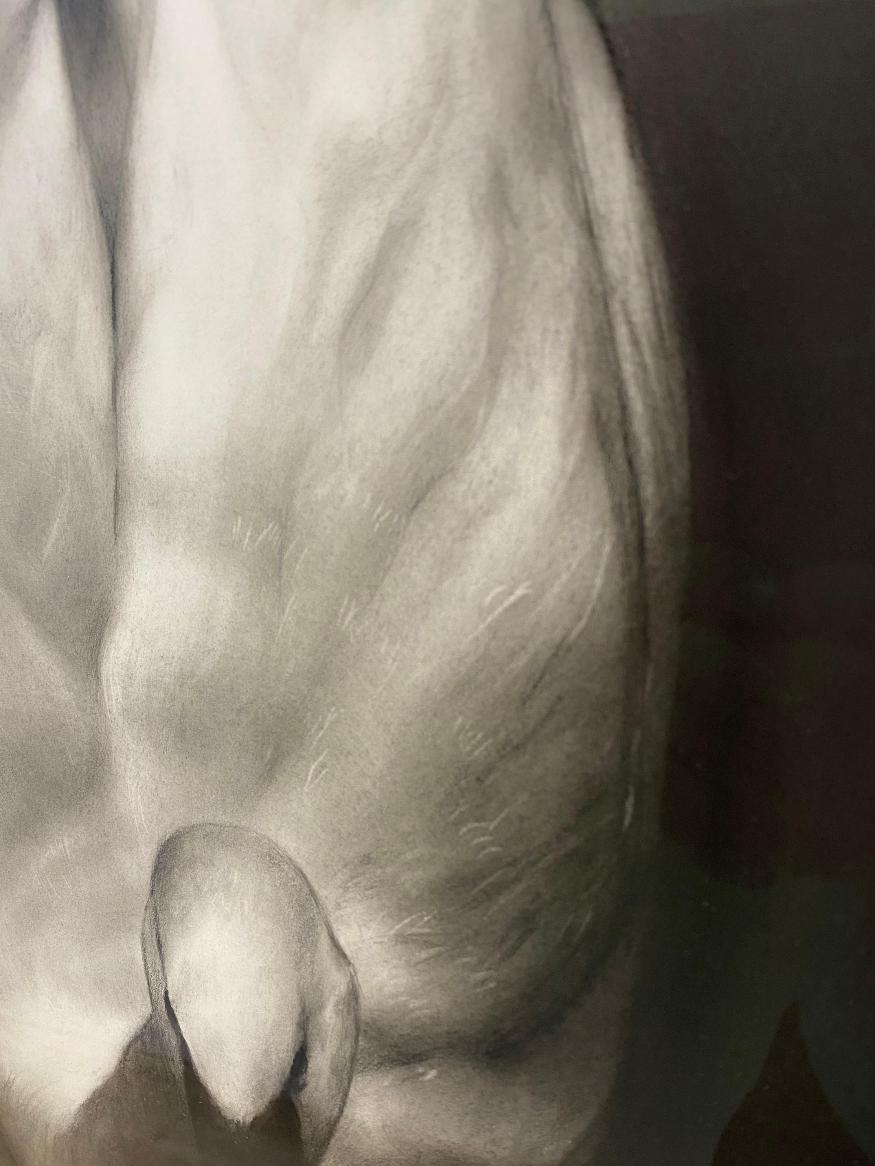 Silence - 21st Century Contemporary Realistic Charcoal Drawing of a Swan 2024 For Sale 6