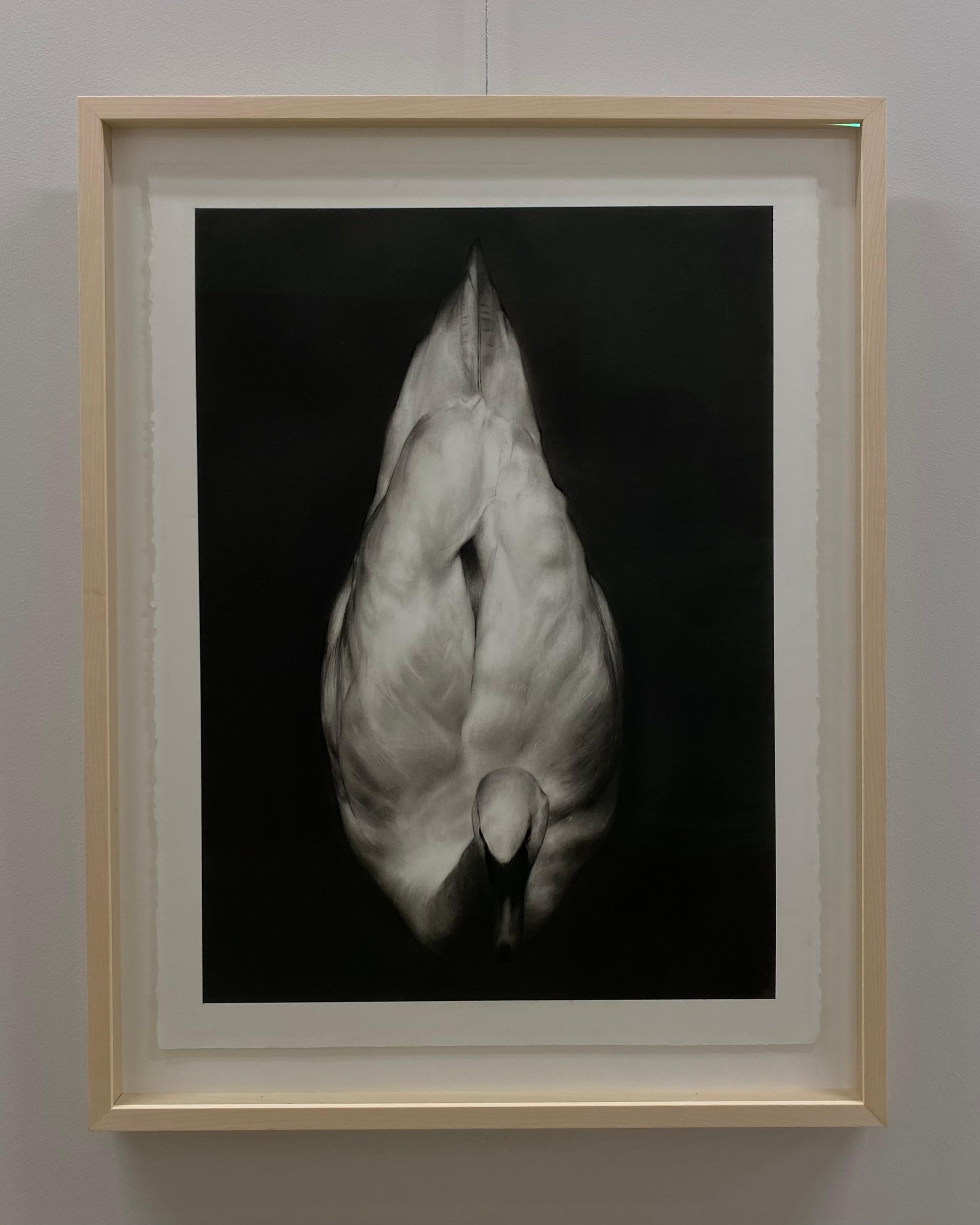 Silence - 21st Century Contemporary Realistic Charcoal Drawing of a Swan 2024 - Art by Rosanna Gaddoni