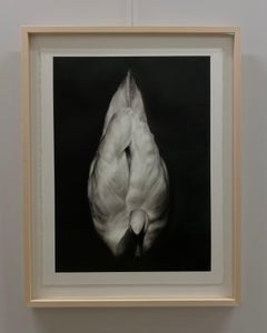 Silencio - Siglo XXI Dibujo realista contemporáneo a carboncillo de un cisne 2024