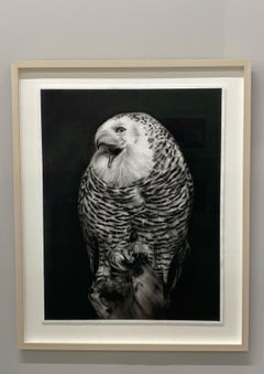 Song for myself - 21st Century Contemporary Charcoal Drawing of an owl