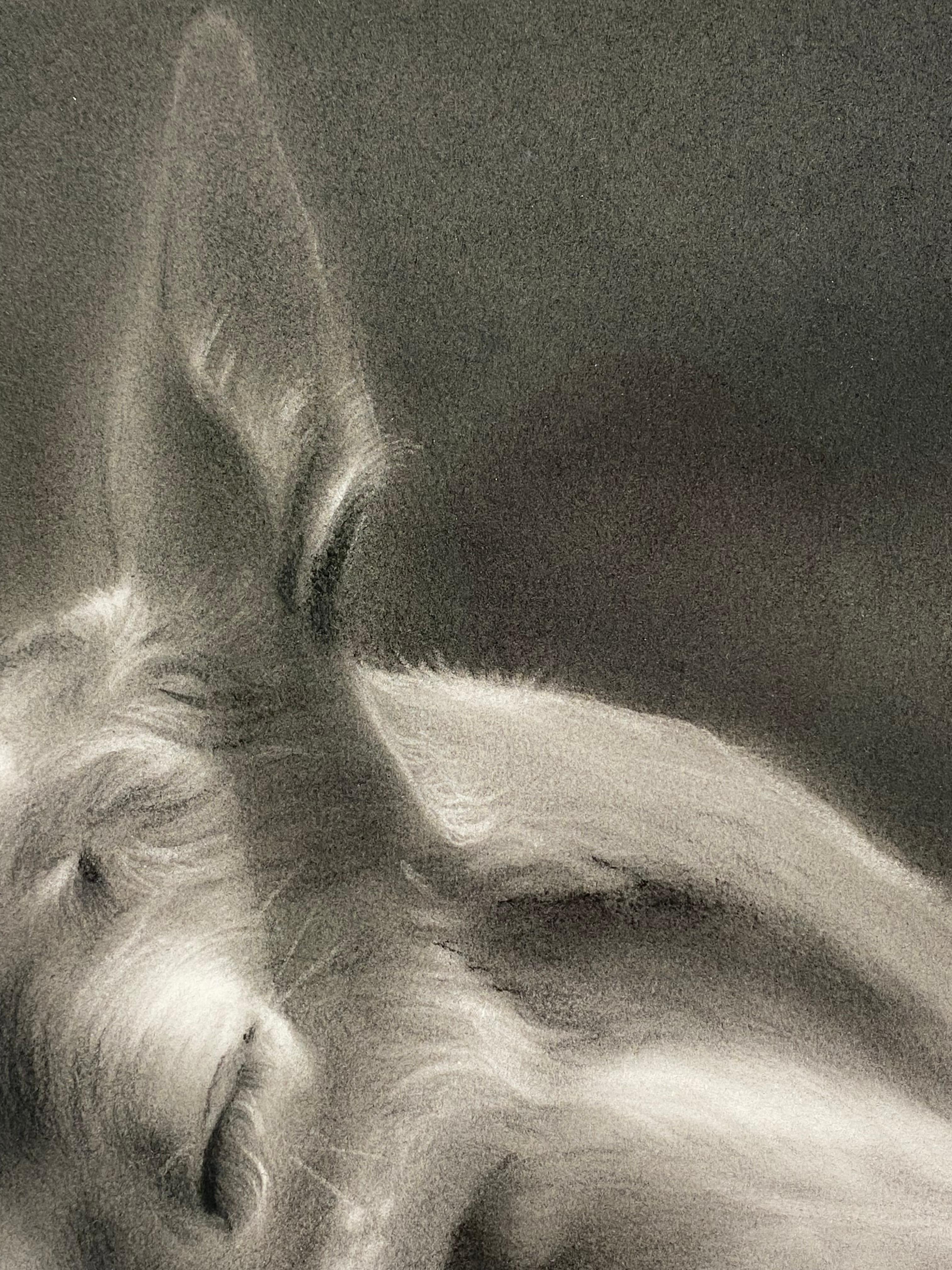 El cervatillo - Dibujo contemporáneo al carboncillo del siglo XXI de una querida en venta 2