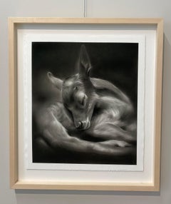 The Fawn - 21st Century Contemporary Charcoal Drawing of a dear