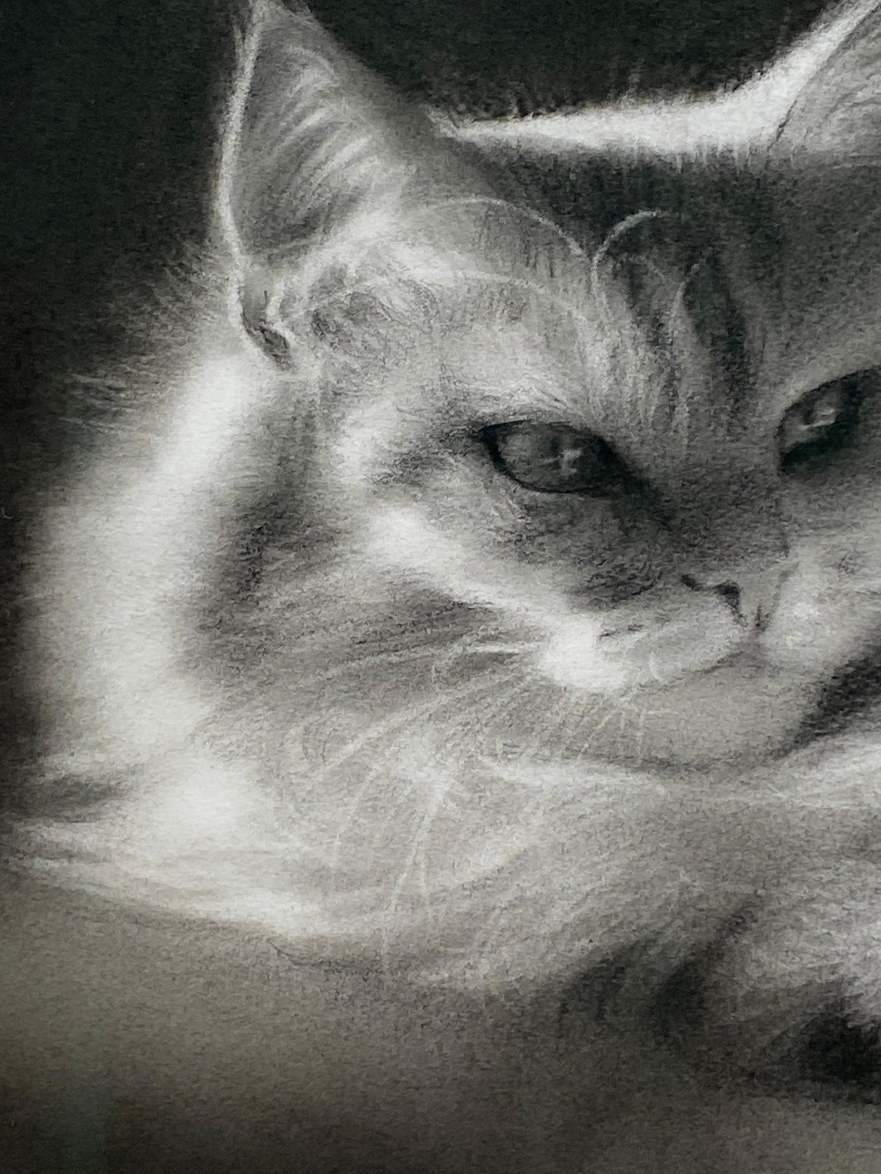 feline Mystique - Dessin au fusain contemporain du 21ème siècle d'un chat - Noir Nude par Rosanna Gaddoni
