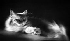 Mística felina - Dibujo al carbón contemporáneo del siglo XXI de un gato