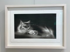 feline Mystique - 21st Century Contemporary Charcoal Drawing of a cat