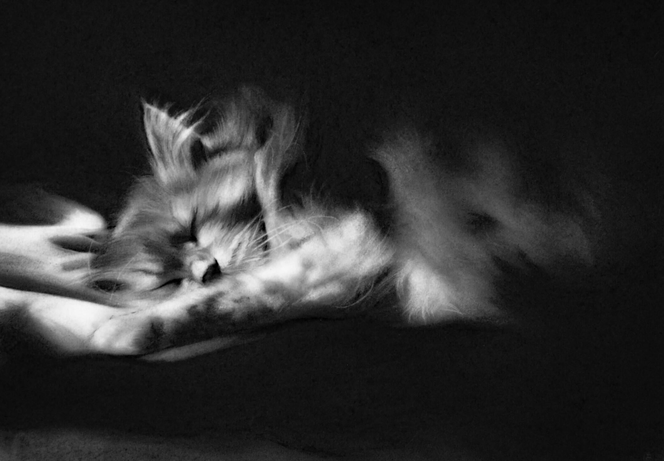 Afternoon - 21st Century Contemporary Charcoal Drawing of a cat