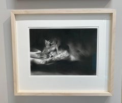 Après-midi - Dessin au fusain contemporain du 21e siècle d'un chat