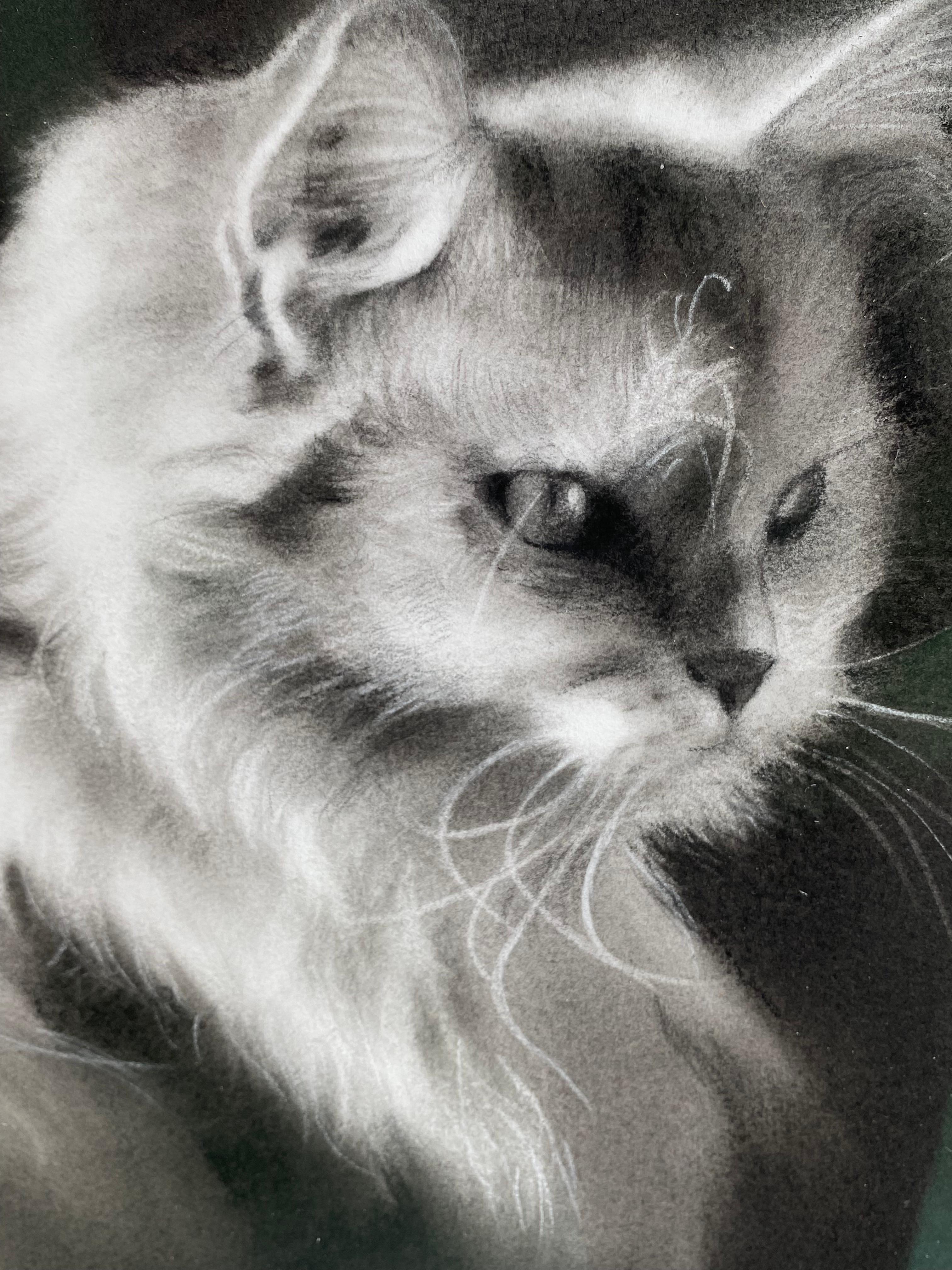 Tiny Glow - Dibujo contemporáneo a carboncillo del siglo XXI de un gato - Art Contemporáneo de Rosanna Gaddoni