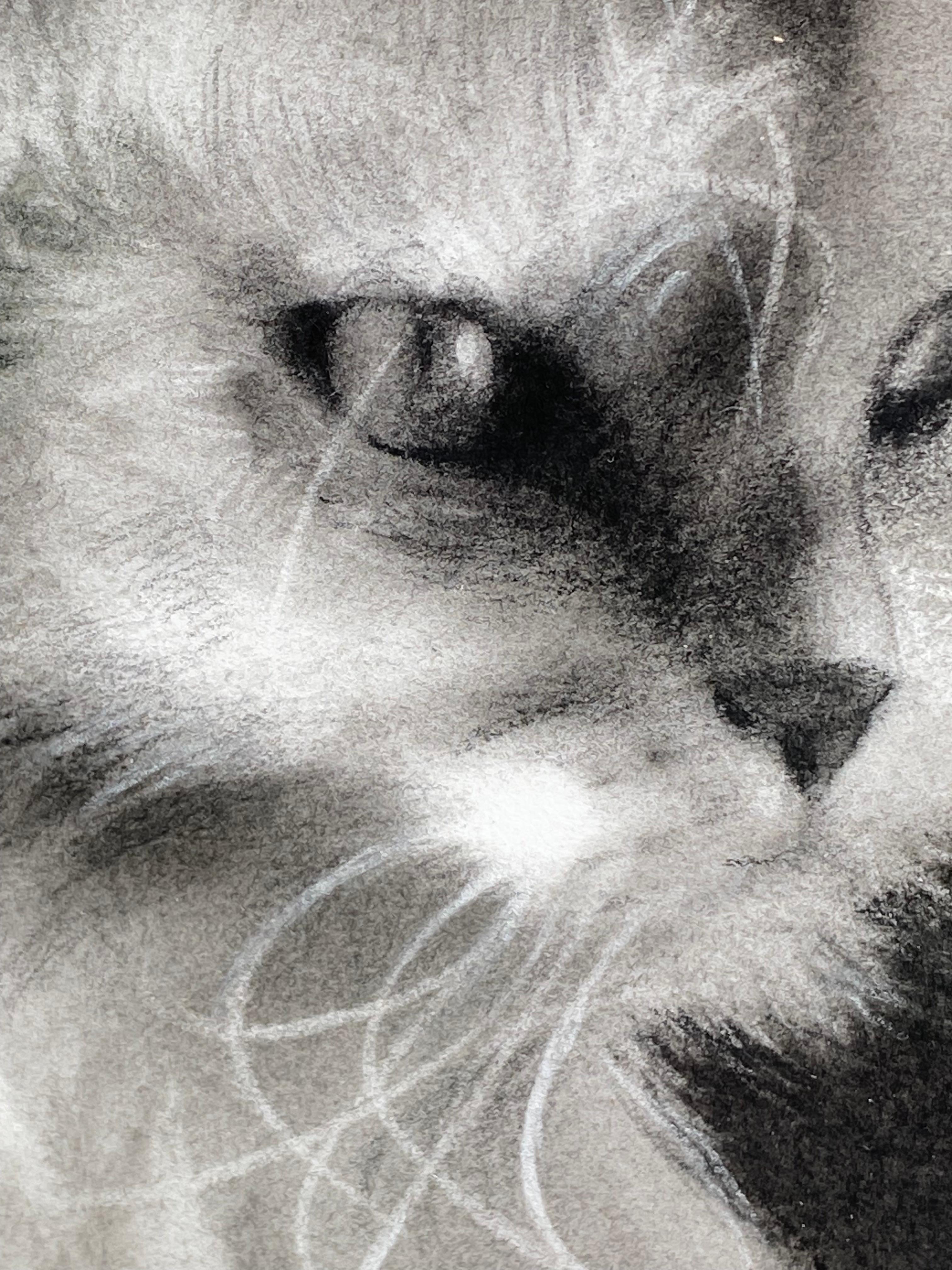Tiny Glow - Dibujo contemporáneo a carboncillo del siglo XXI de un gato en venta 5