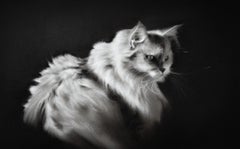 Tiny Glow - Dibujo contemporáneo a carboncillo del siglo XXI de un gato