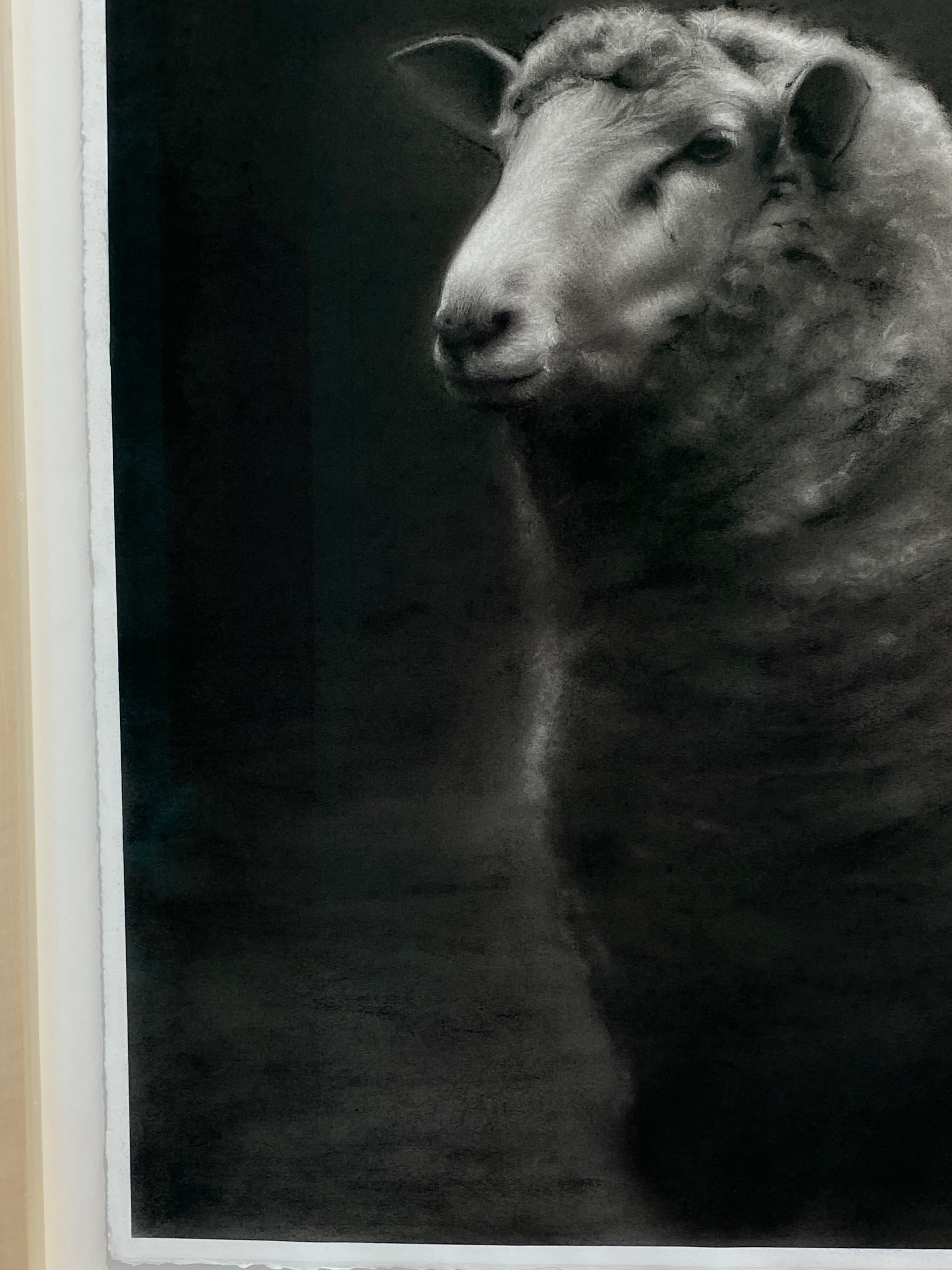 Storia di una pecora - Disegno a carboncino contemporaneo del 21° secolo di una pecora - Art Contemporaneo di Rosanna Gaddoni