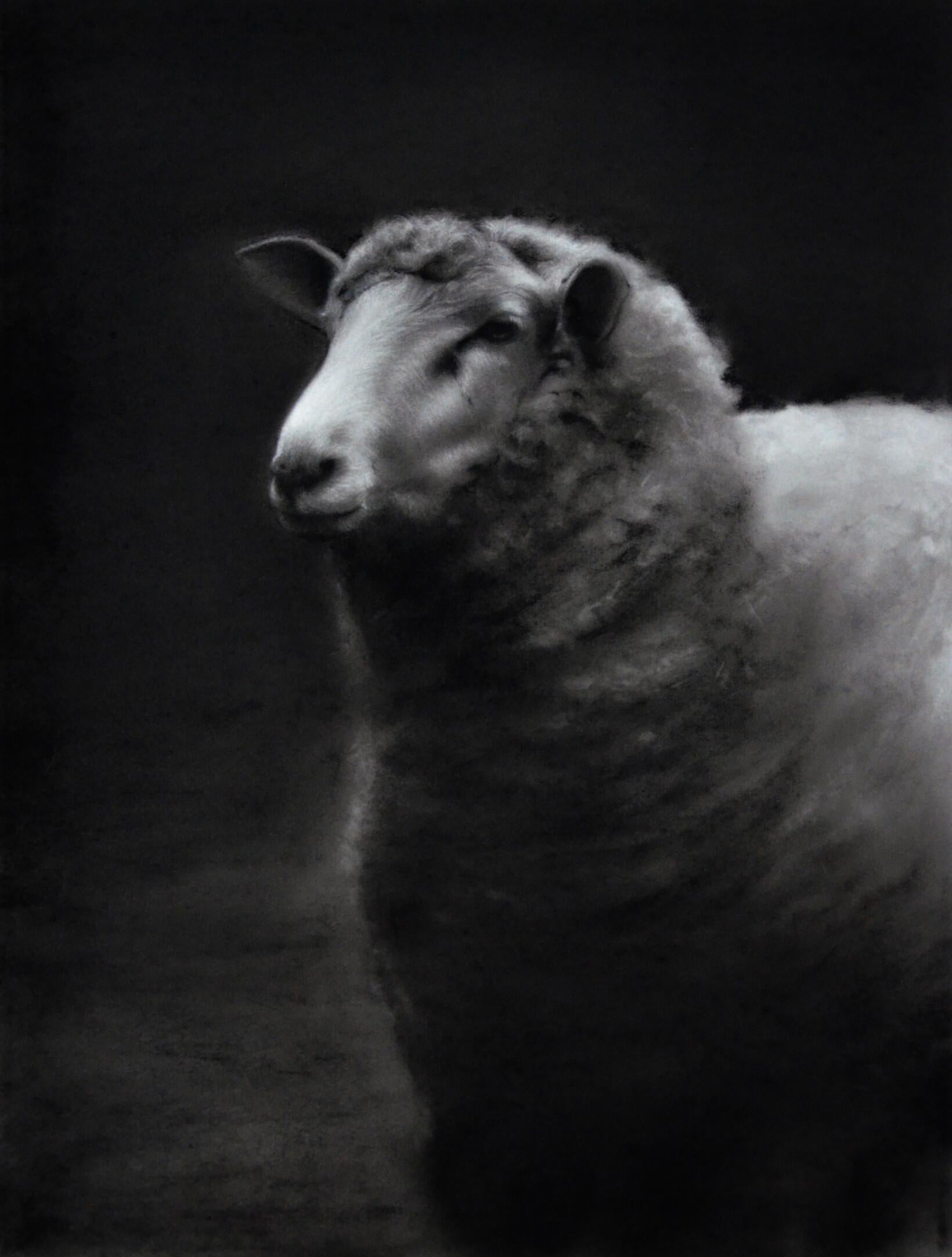 Figurative Art di Rosanna Gaddoni - Storia di una pecora - Disegno a carboncino contemporaneo del 21° secolo di una pecora