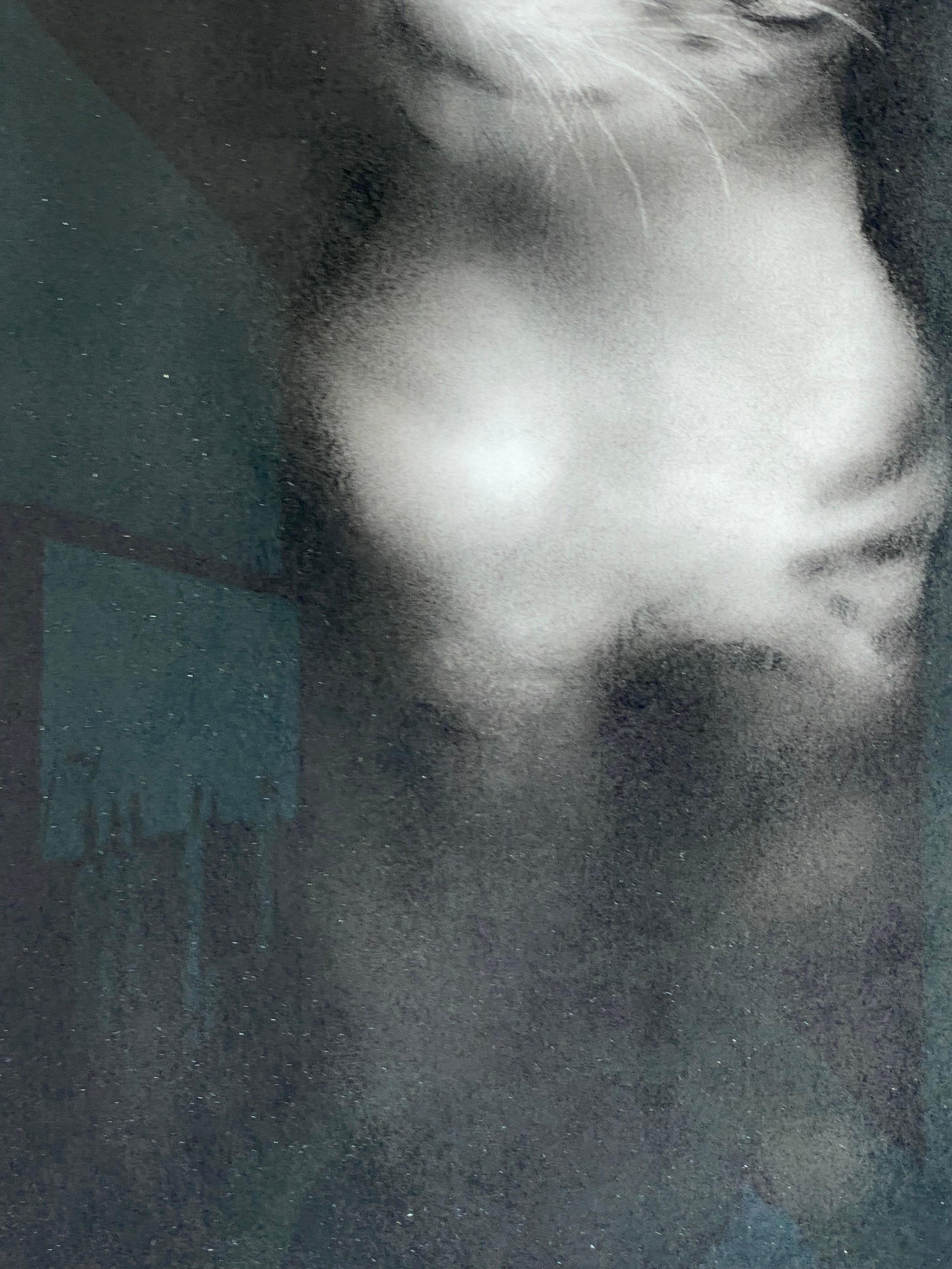 Ghost - Disegno a carboncino contemporaneo del 21° secolo di un gattino - Figurative Art Nero di Rosanna Gaddoni