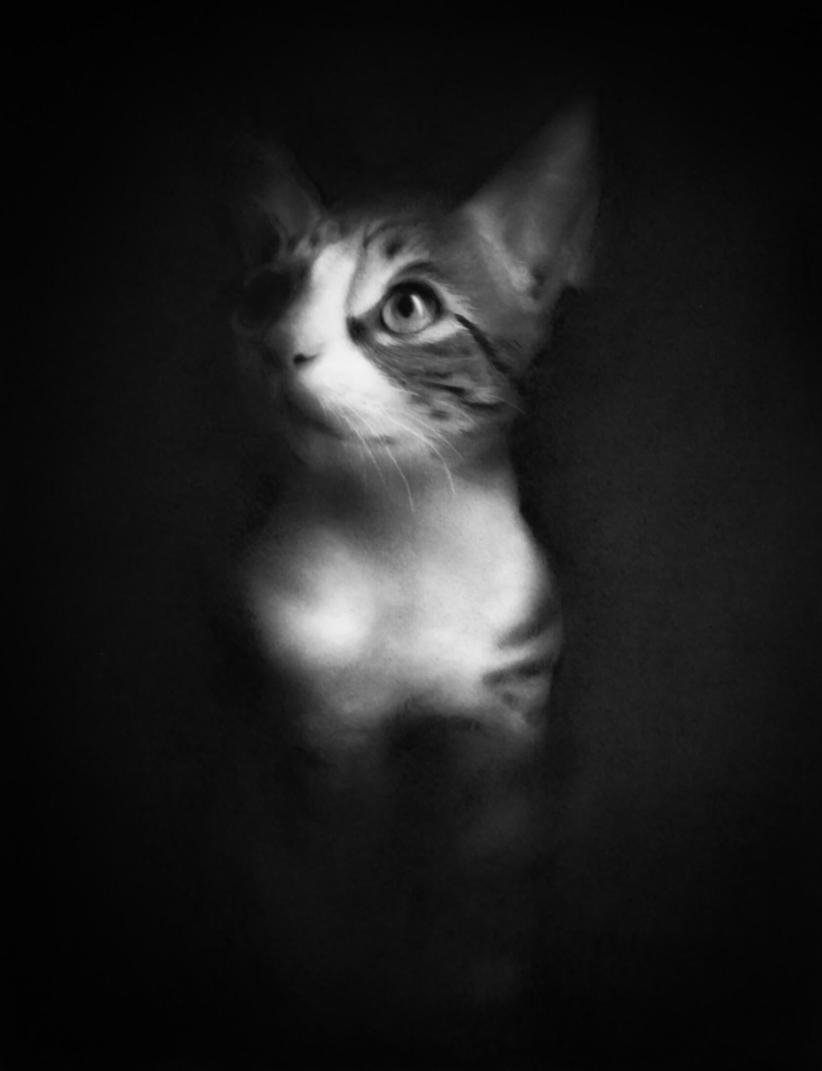 Figurative Art di Rosanna Gaddoni - Ghost - Disegno a carboncino contemporaneo del 21° secolo di un gattino