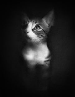 Ghost - Disegno a carboncino contemporaneo del 21° secolo di un gattino