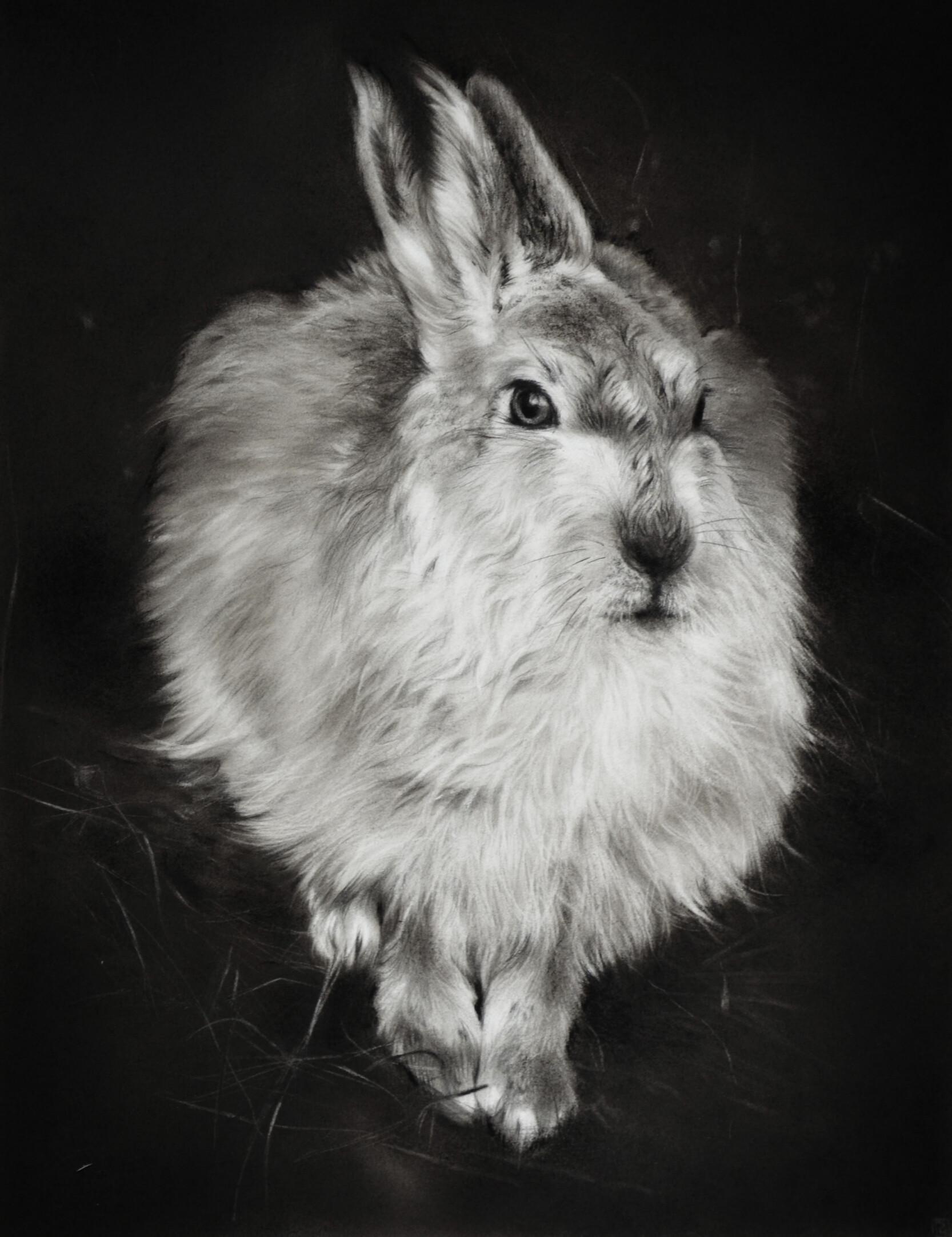 Rosanna Gaddoni Figurative Art - Follow Me - 21st Century Contemporary Charcoal Drawing of a Rabbit