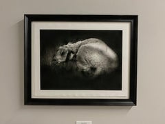 A Midsummer Noon - Dessin au fusain contemporain du 21e siècle représentant un mouton