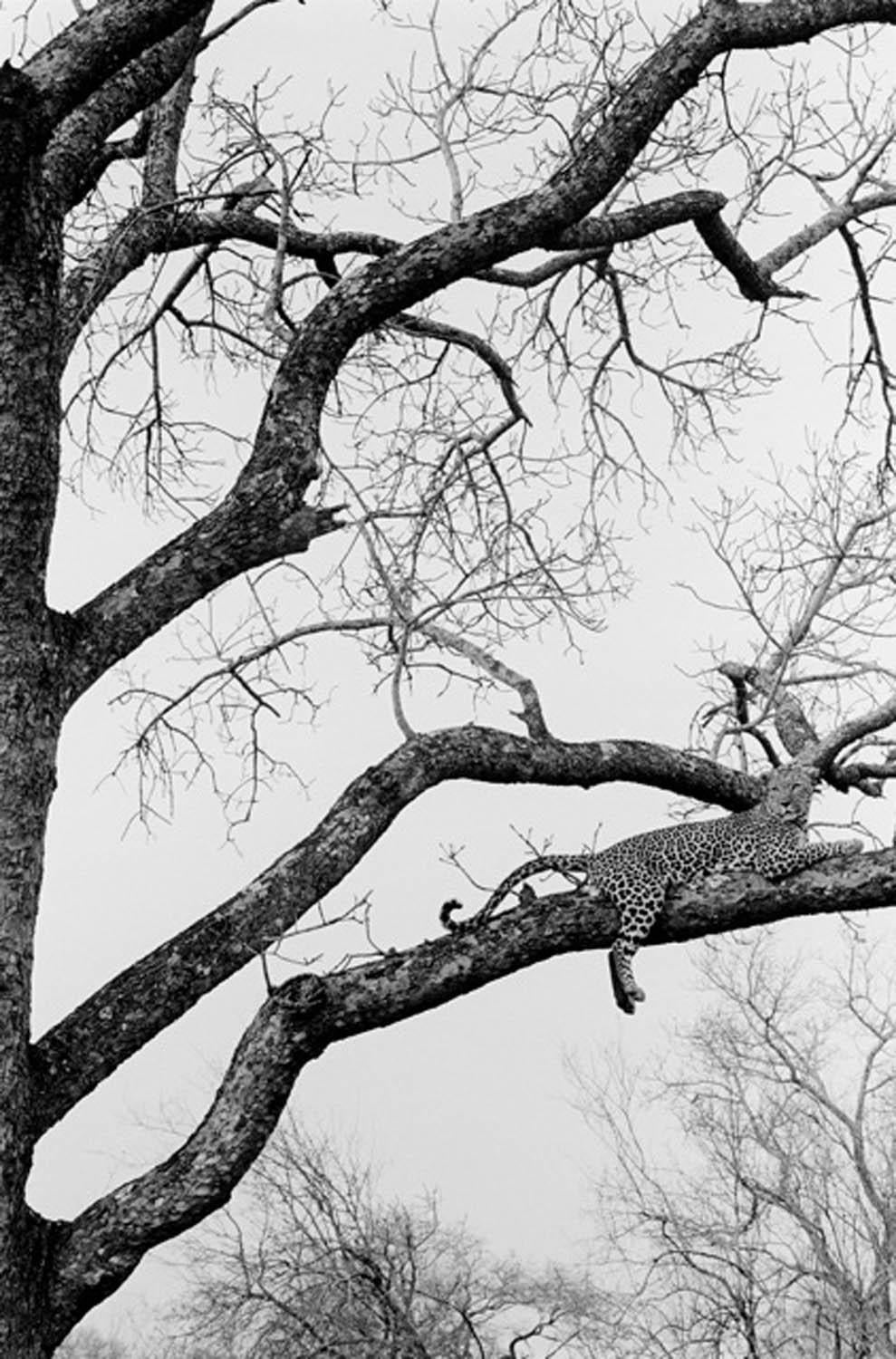 Robin Rice Black and White Photograph – Leopard im Baum, Kruger Park, Südafrika, 2008