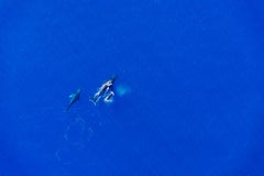 Into The Abyss, Kailua Kona, Hawaii, 2019