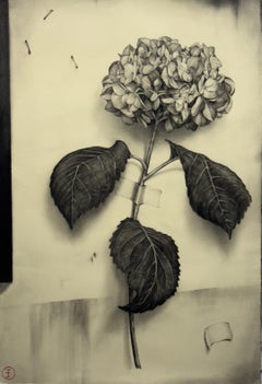 Hydrangea No. 30
