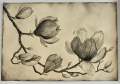 Chinesische Magnolie