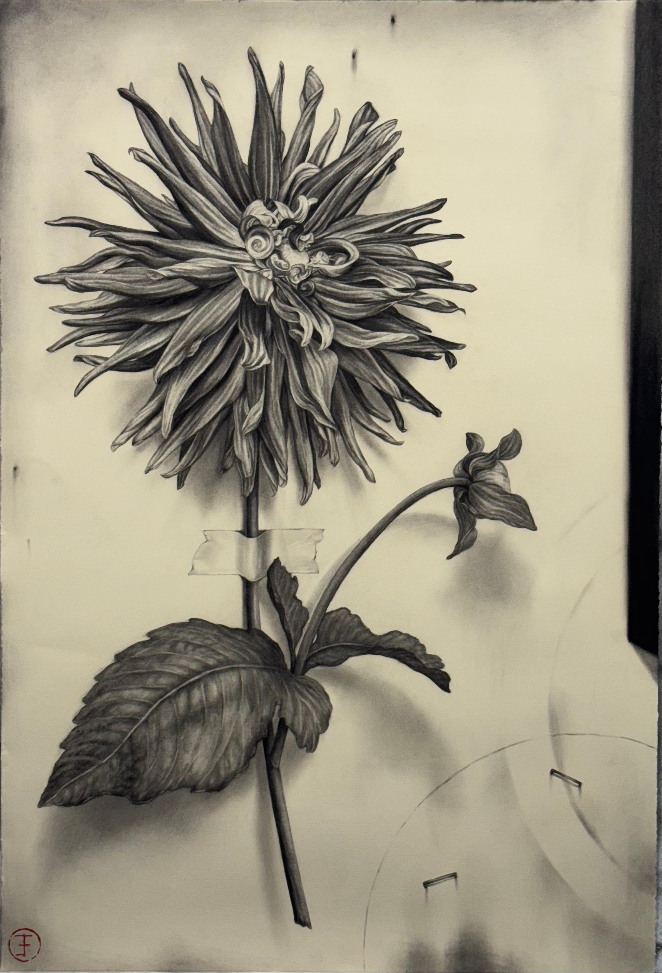Emily Farish Still-Life - Dahlia No. 116