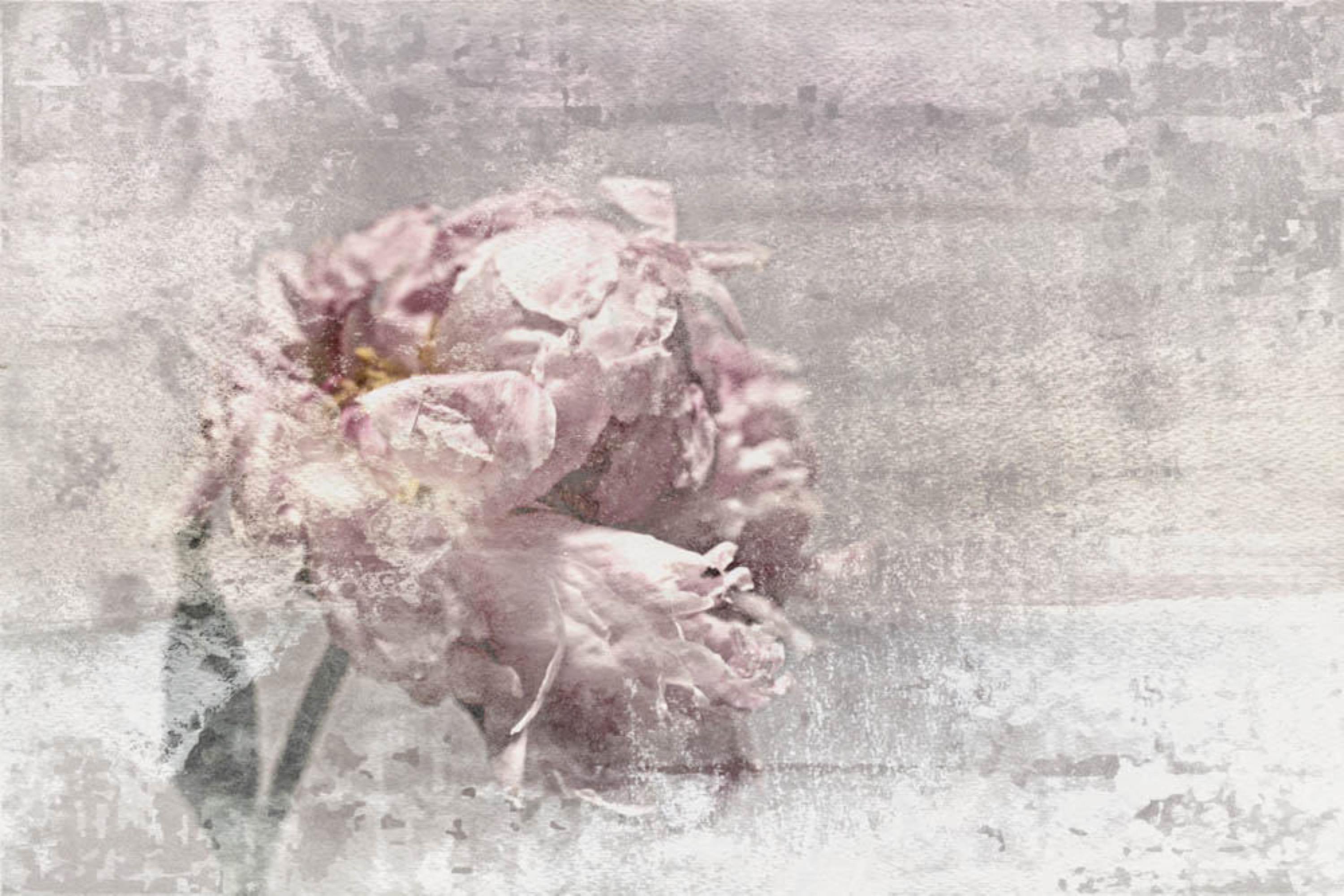 Romantic Peony Shabby Chic Pink Gray Mixed Medium on Canvas 36x48"