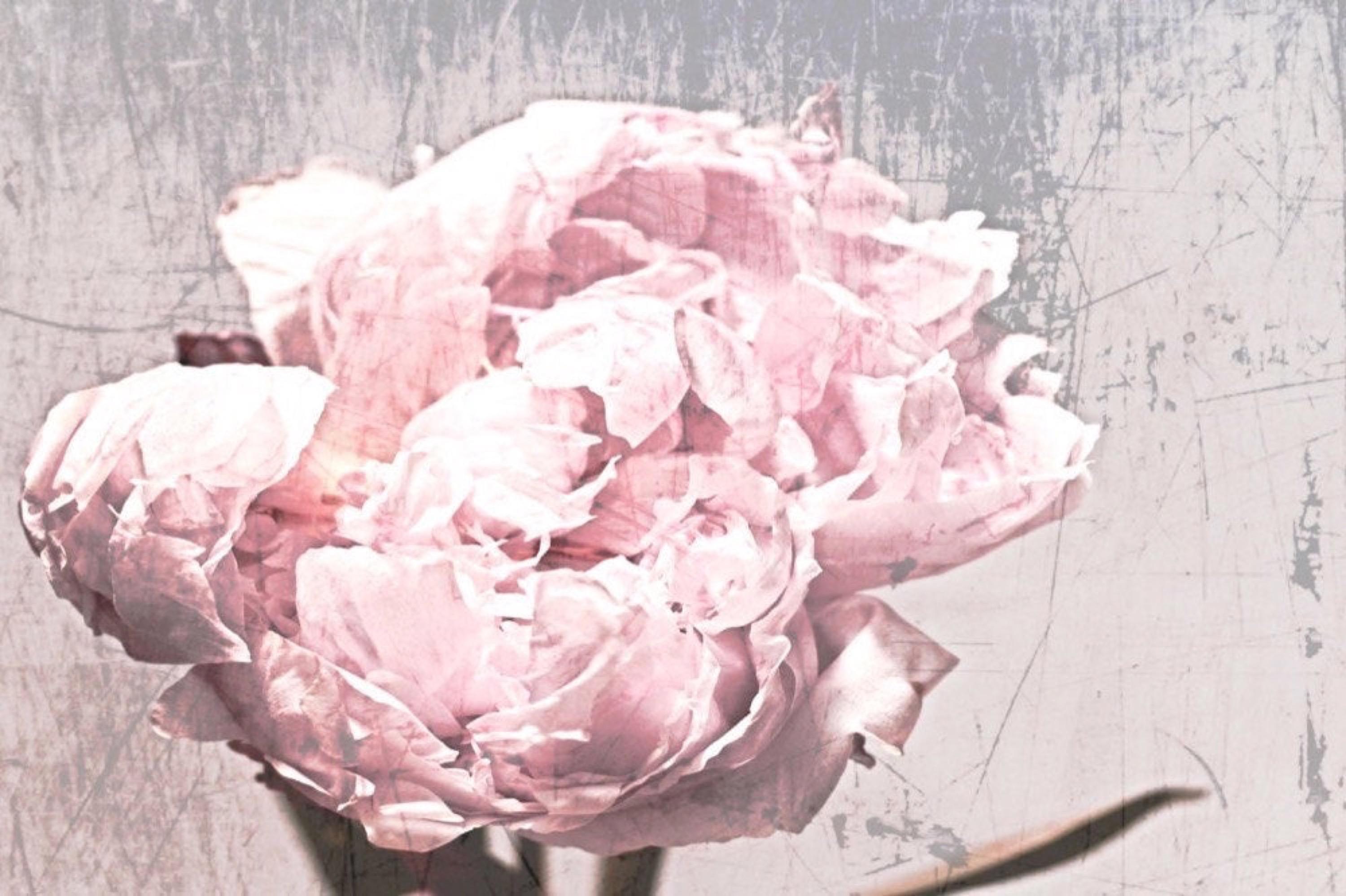 Shabby Floral Pink Rustic Peony Painting Hand Embellished Giclee on Canvas - Contemporary Mixed Media Art by Irena Orlov