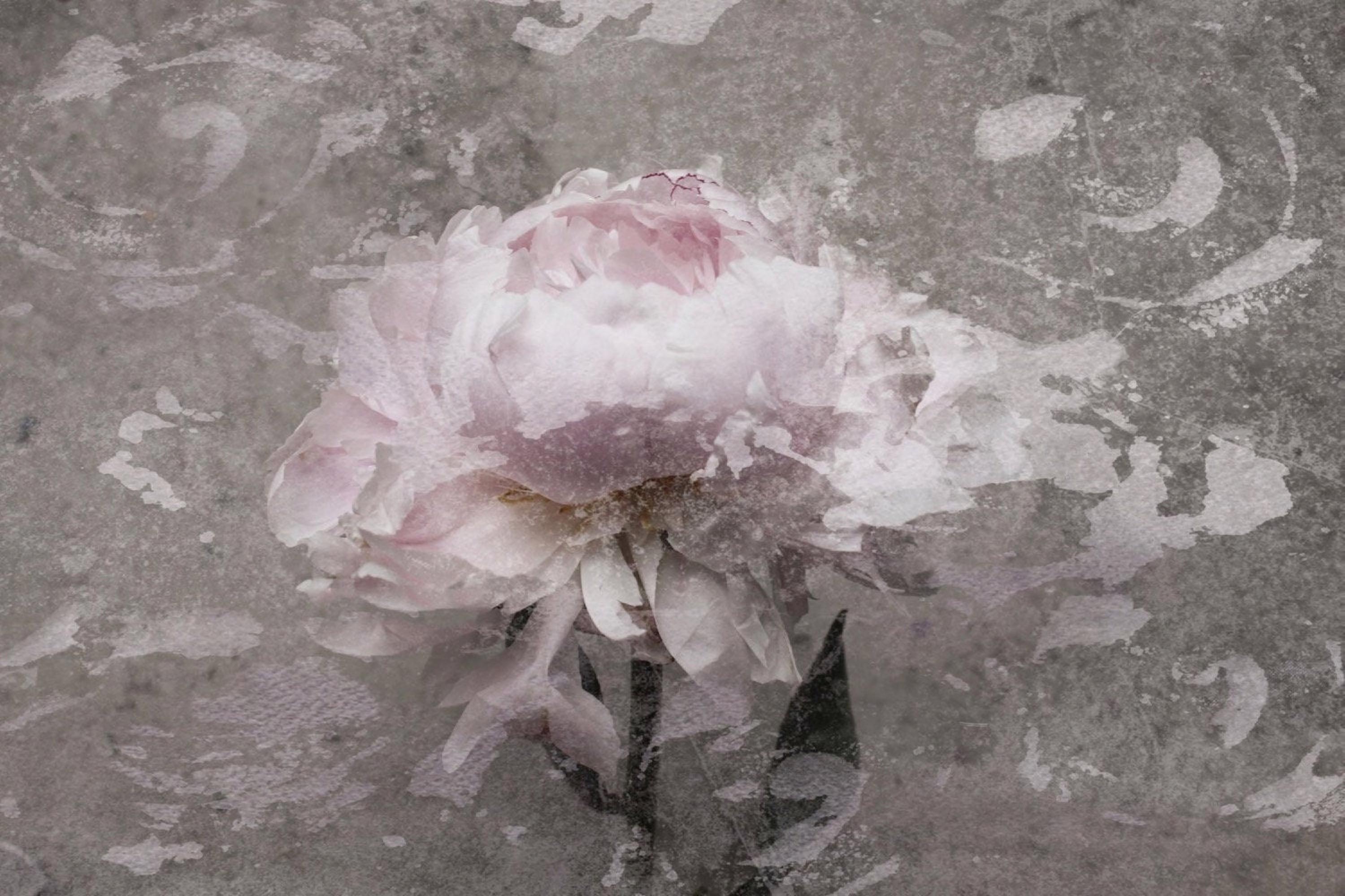 Blush Gray Spring Peony 2 Shabby Painting Hand Embellished Giclee on Canvas - Mixed Media Art by Irena Orlov