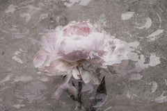 Blush Gray Spring Peony 2 Shabby Painting Hand Embellished Giclee on Canvas