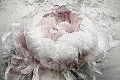 French Passion Peony, Silver Pink Painting Hand Embellished Giclee on Canvas