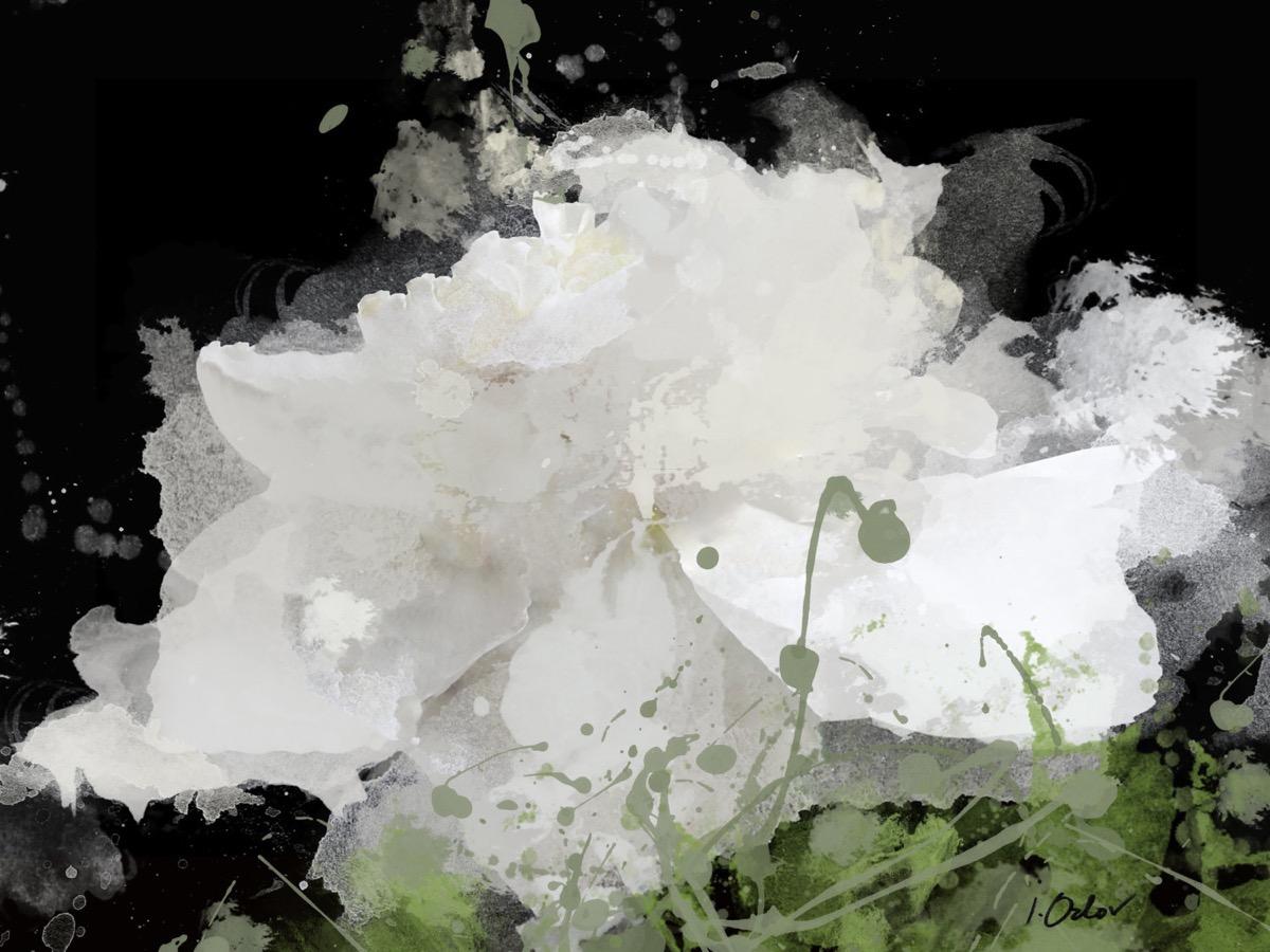 Majestueuse peinture florale blanche noire et noire ornée à la main Giclee sur toile 40H X 60W
